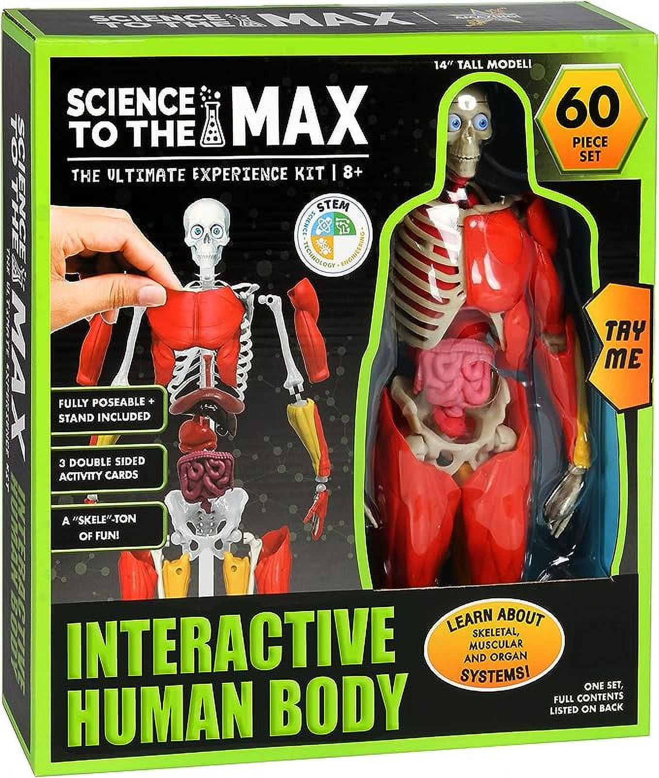 Added Science to the Max Interactive 14" Human Body.  Removable Organs, Muscles, & Illustration Cards Included.  Ages 8+ to Wishlist