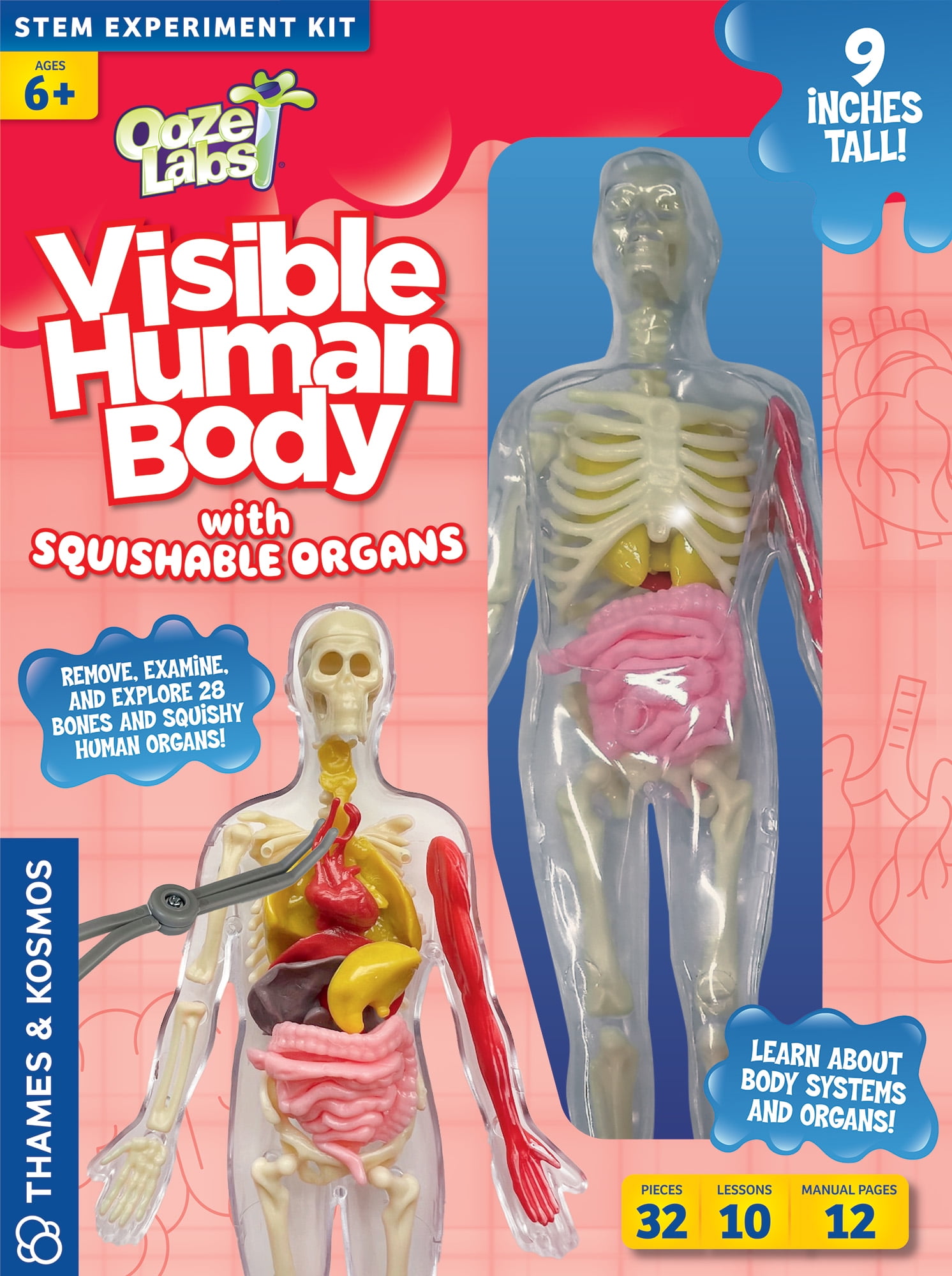 Added Thames & Kosmos Ooze Labs: Visible Human Body Model with Squishable Organs, Children Ages 6+ to Wishlist